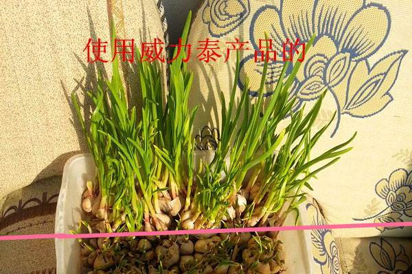 大蒜實地照